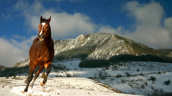 Mountain Bobija